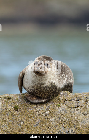 Common Seal also known as Harbor (or Harbour) Seal Phoca vitulina, Shetland, Scotland Stock Photo