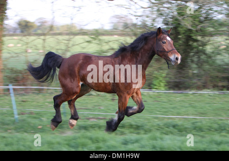 A beautiful bay Welsh Cob cantering in his field Stock Photo