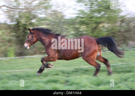 A beautiful bay Welsh Cob cantering in his field Stock Photo