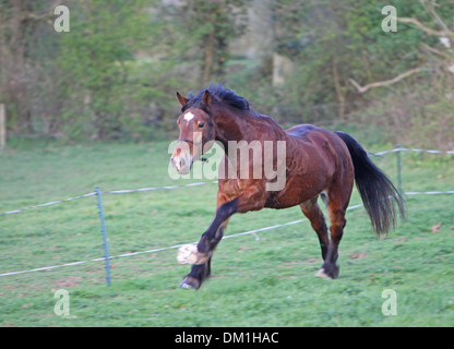 A beautiful bay Welsh Cob cantering in his field Stock Photo