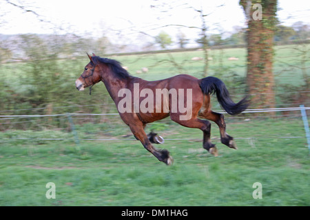 A beautiful bay Welsh Cob cantering in his field Stock Photo