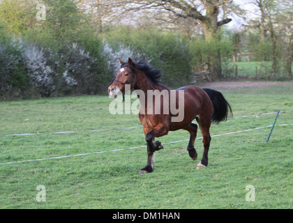 A beautiful bay Welsh Cob cantering in his field Stock Photo