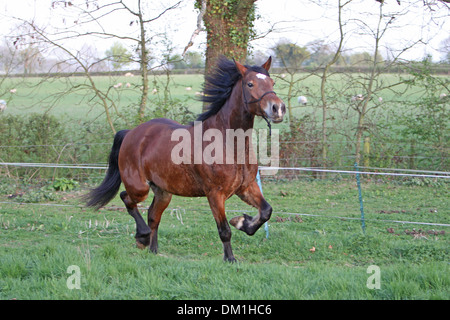 A beautiful bay Welsh Cob cantering in his field Stock Photo