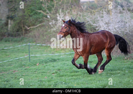 A beautiful bay Welsh Cob cantering in his field Stock Photo