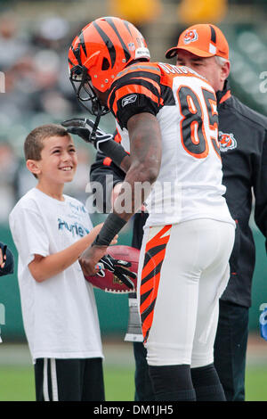 Cincinnati wide receiver Chad Ochocinco (85) during game action at the  Oakland Coliseum, also known as the ''Black Hole'' in Oakland, Claif. on  Sunday. The Oakland Raiders defeated the Cincinnati Bengals 20-17. (