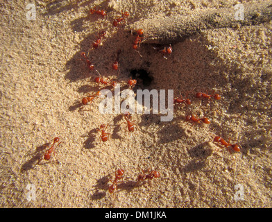 Red or Fire Ants entering and leaving the colony mound. There were along the shores of the Colorado River in the Grand Canyon. Stock Photo