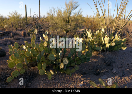 Prickly Pear Cactus (Opuntia engelmannii), Saguaro West National Park, Tucson, Arizona Stock Photo
