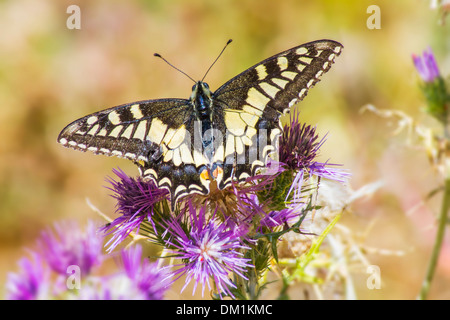 Western Tiger Swallowtail (Papilio rutulus) Stock Photo