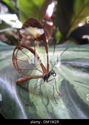 Glasswing Butterfly. The Glasswinged butterfly is a brush-footed butterfly, and is a member of the subfamily Danainae.