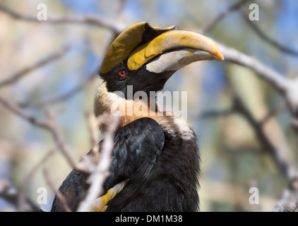 The great hornbill (Buceros bicornis) also known as the great Indian hornbill or great pied hornbill, Stock Photo