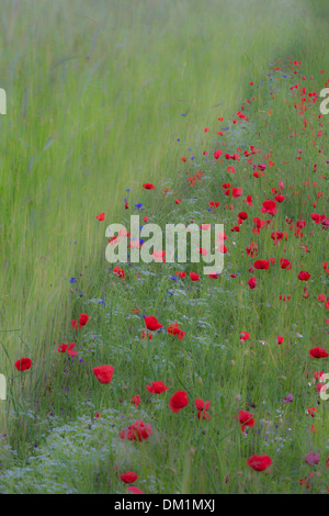 poppies, in barley field near Campi, Umbria, Italy Stock Photo