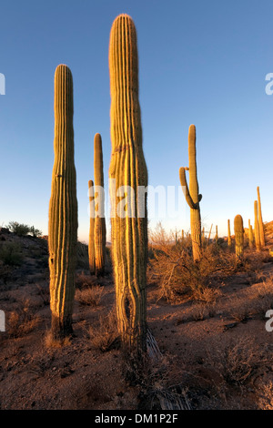 Giant Saguaro Cactus (Carnegiea gigantea), Saguaro National Park, West Unit, Tucson, Arizona