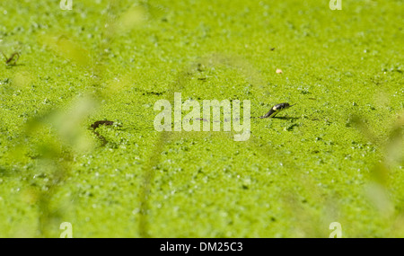 Eating tadpole hi-res stock photography and images - Page 3 - Alamy