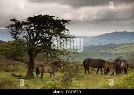 wild ponies on Exmoor, Somerset, England Stock Photo