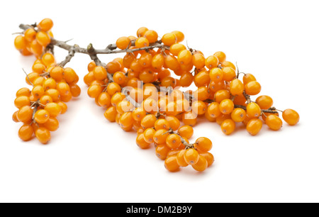 Branch of sea buckthorn berries isolated on white Stock Photo