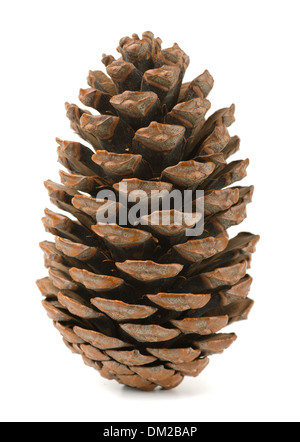 Single pine cone isolated on white Stock Photo