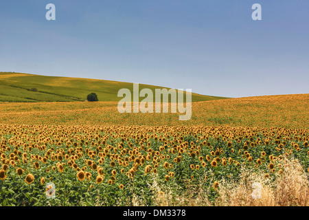 agriculture, Cadiz, Andalusia, flowers, house, landscape, Spain, Europe, summer, sunflowers, flowers, plant, yellow, green Stock Photo
