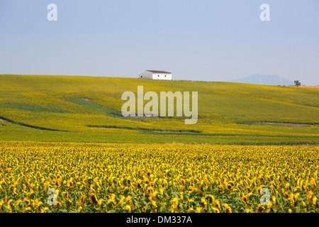 agriculture, Cadiz, Andalusia, flowers, house, landscape, Spain, Europe, summer, sunflowers, flowers, plant, yellow, green, farm Stock Photo