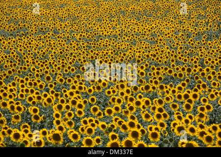 agriculture, Cadiz, Andalusia, flowers, house, landscape, Spain, Europe, summer, sunflowers, flowers, plant, yellow, green Stock Photo