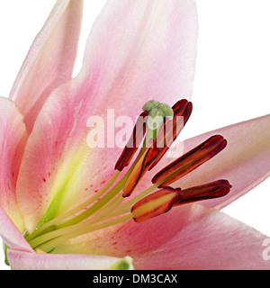 Flowers. Close-up of pink lily isolated on white Stock Photo