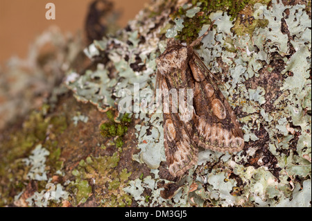 Green-brindled Crescent (Allophyes oxyacanthae) moth 2245 Stock Photo