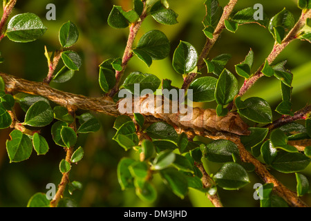 Dot Moth (Melanchra persicariae) Caterpillar Stock Photo