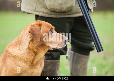 A Golden Labrador Retriever with its owner on a pheasant shoot in England Stock Photo