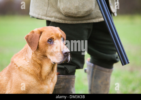 A Golden Labrador Retriever with its owner on a pheasant shoot in England Stock Photo