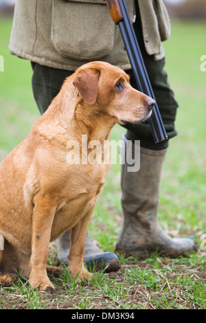 A Golden Labrador Retriever with its owner on a pheasant shoot in England Stock Photo