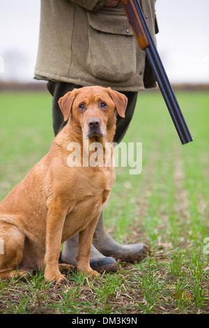 A Golden Labrador Retriever with its owner on a pheasant shoot in England Stock Photo