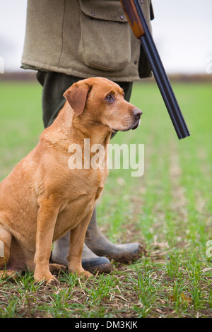 A Golden Labrador Retriever with its owner on a pheasant shoot in England Stock Photo