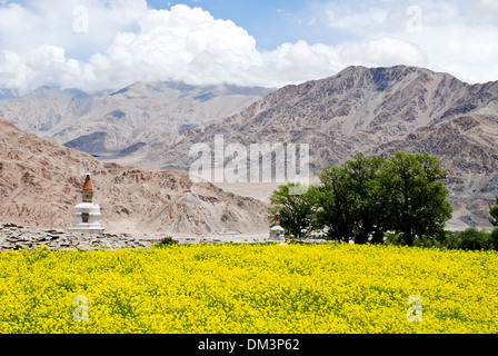 Ladakh, India - 13 July 2009: a beautiful yellow mustard field with white buddhist stupas Stock Photo