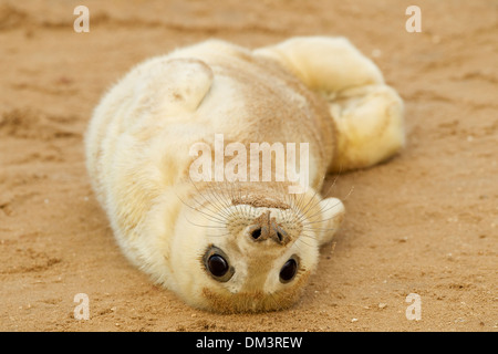 Atlantic grey seal pup lying on his back in the sand, Lincolnshire, England, UK Stock Photo