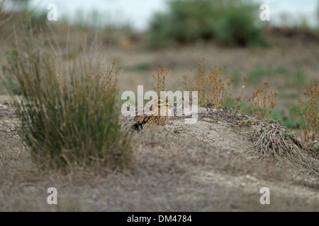 Stone Curlew (Burhinus oedicnemus) Stock Photo