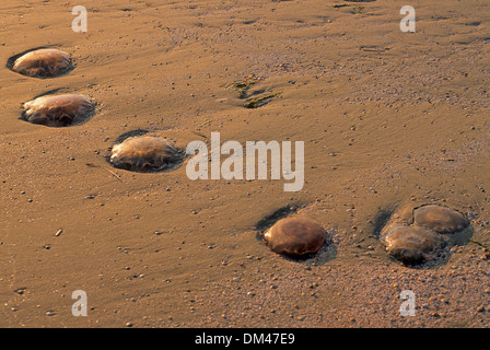 Qualle Meduse Strand jellyfish Stock Photo