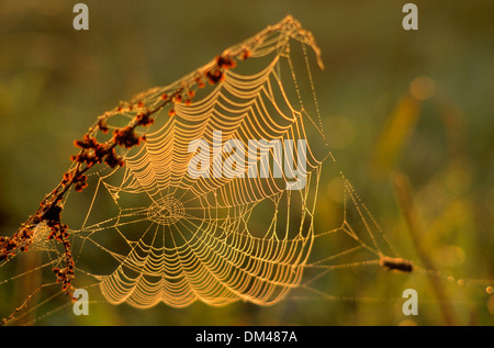 Spider web in the morning dew, Spinnennetz im Morgentau Stock Photo