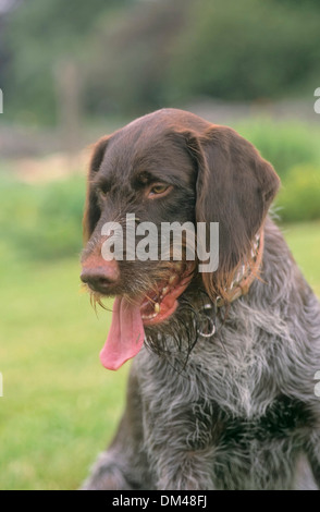 German wirehaired pointer Deutscher Drahthaar, Deutsch Drahthaar FCI - Standard Nr.98 Stock Photo