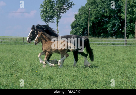 British cold blood, Stallion, Shire Horse, Mare with Foal, Britisches Kaltblut, Hengst, Shirehorse, Stute mit Fohlen, Stock Photo