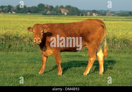 Limousin cattle, Limousin-Rind Stock Photo