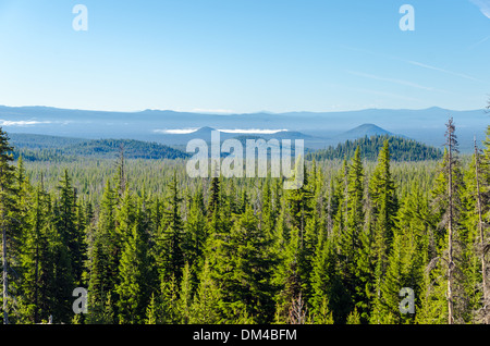 Thick pine tree forest with rolling blue hills in Central Oregon Stock Photo