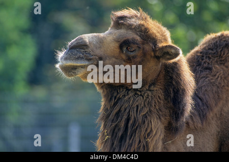 Bactrian camel (Camelus bactrianus), Trampeltier, Kamel, Trampeltier, Zweihöckriges Kamel, Baktrisches Kamel Stock Photo