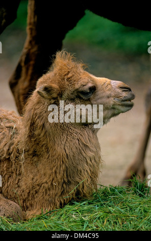 Bactrian camel (Camelus bactrianus), Trampeltier, Kamel, Trampeltier, Zweihöckriges Kamel, Baktrisches Kamel Stock Photo