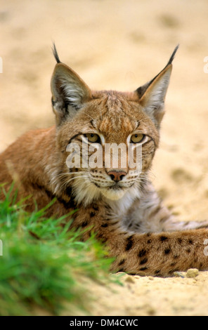 Eurasian lynx (Lynx lynx), Europäischer Luchs, Eurasischer Luchs (Lynx lynx)