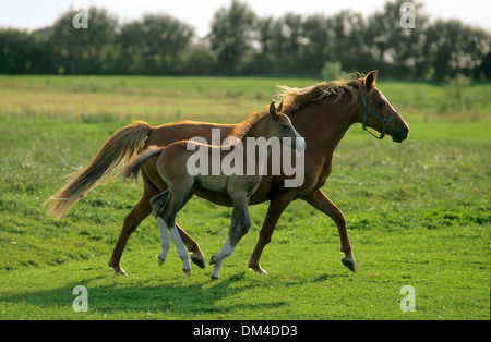 German Riding Pony, deutsches Reitpony im Galopp, Stock Photo
