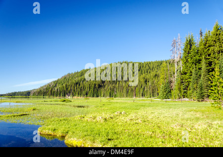 A lush green meadow and pine tree forest near Bend, Oregon Stock Photo