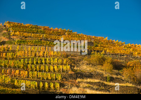 Ahrtal cultivation outhouse surface grow cultivate outside mountain slope Germany Eifel Europe autumn autumn colors autumnal Stock Photo