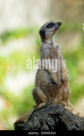meerkat, suricate (Suricata suricatta), Erdmännchen (Suricata suricatta) Stock Photo