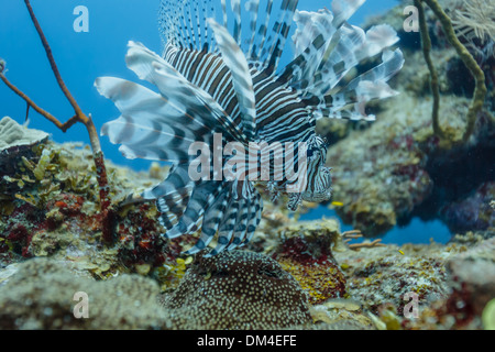 Lionfish displays full array of tentacles on coral reef Stock Photo
