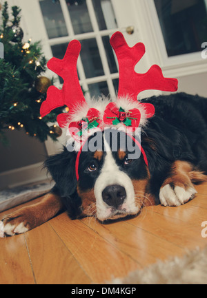 A young Bernese Mountain Dog wears antlers and a santa hat at Christmas Stock Photo