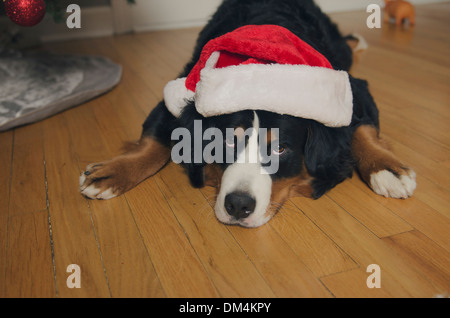 A young Bernese Mountain Dog wears antlers and a santa hat at Christmas Stock Photo
